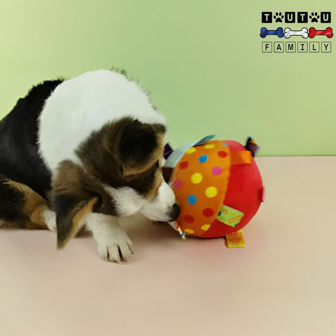 balle-pour-chien-en-peluche-anti-anxiete-de-separation-un-petit-chien-qui-joue-avec-la-balle-et-mord-dedans