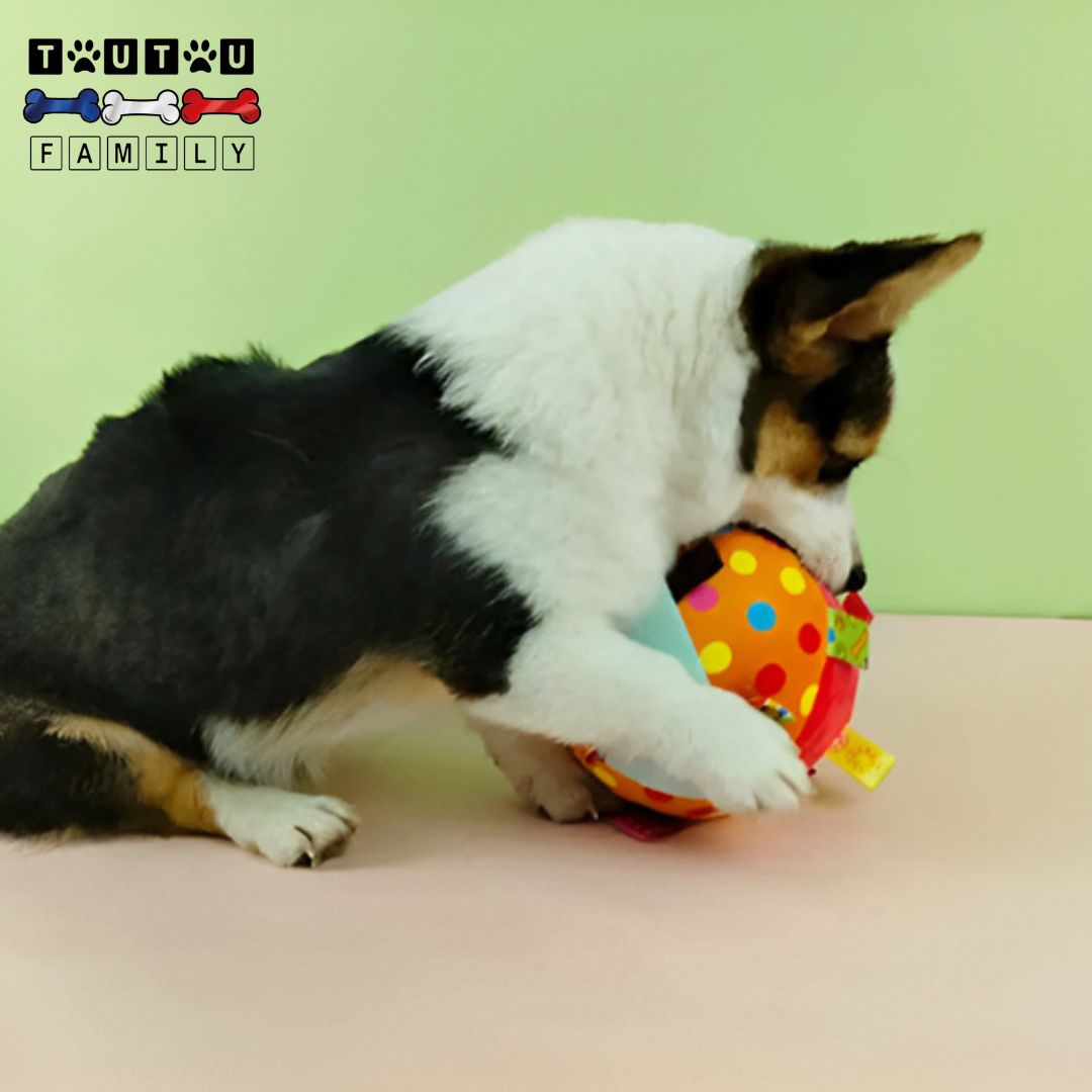 balle-pour-chien-en-peluche-anti-stress-un-chien-de-petite-taille-qui-mord-avec-joie-l-balle-toute-douce-en-coton-très-coloré
