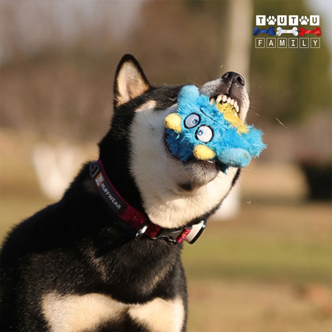 balle-pour-chien-en-peluche-sonore-un-chien-de-taille-moyenne-qui-tient-sa-balle-en-peluche-comme-une-proie-dans-le-jardin
