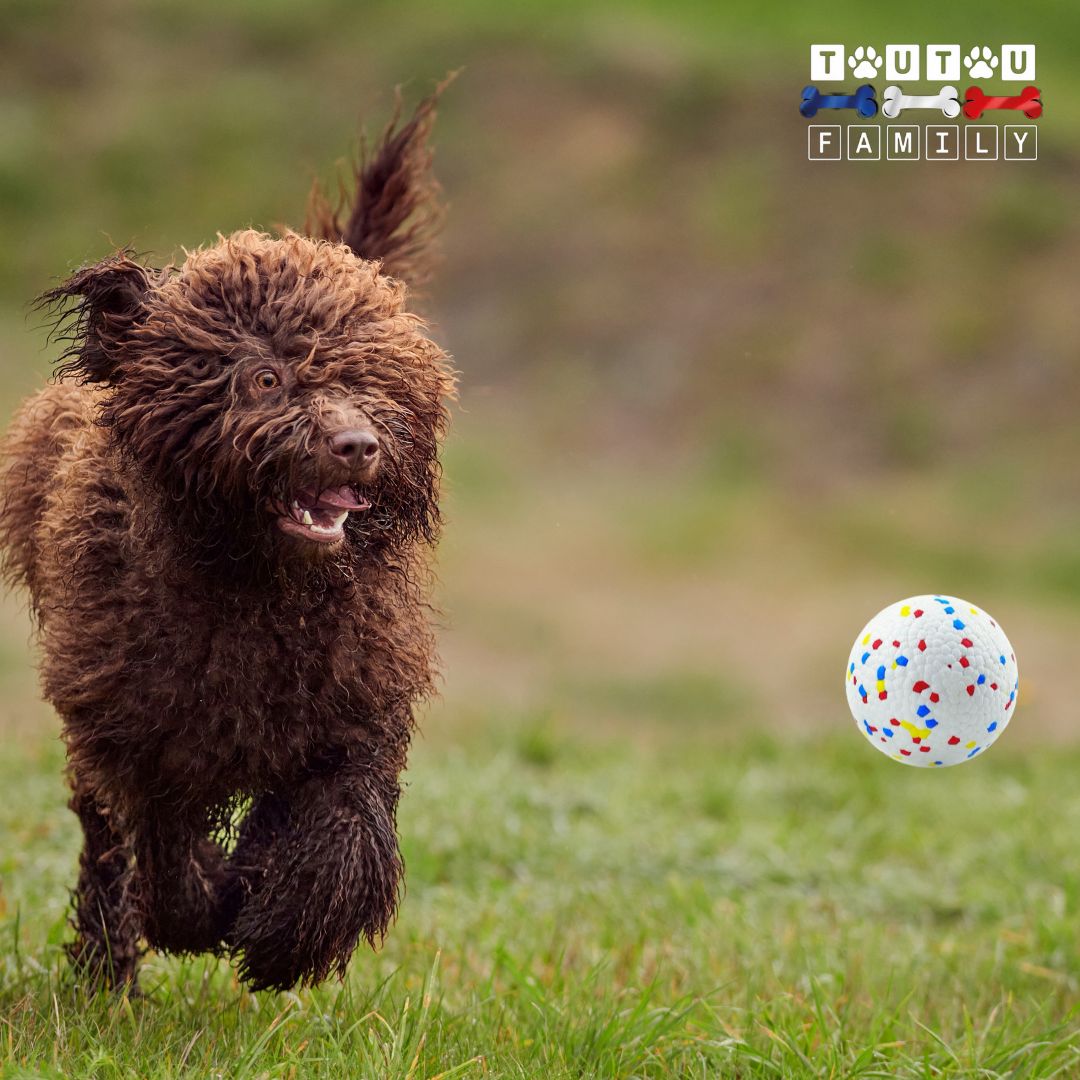 Balle-pour-chien-indestructible-pour-chien-de-taille-moyenne-flottante-rebondissante-un-chien-qui-court-dans-le-parc-derriĂšre-la-balle