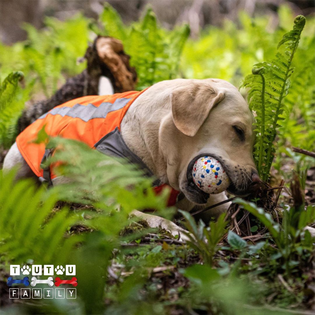 Balle-pour-chien-indestructible-incassable-un-grand-chien-couché-dans-l-herbe-qui-mord-dans-la-balle-solide-qui-nettoie-ses-dents-et-élimine-le-tartre