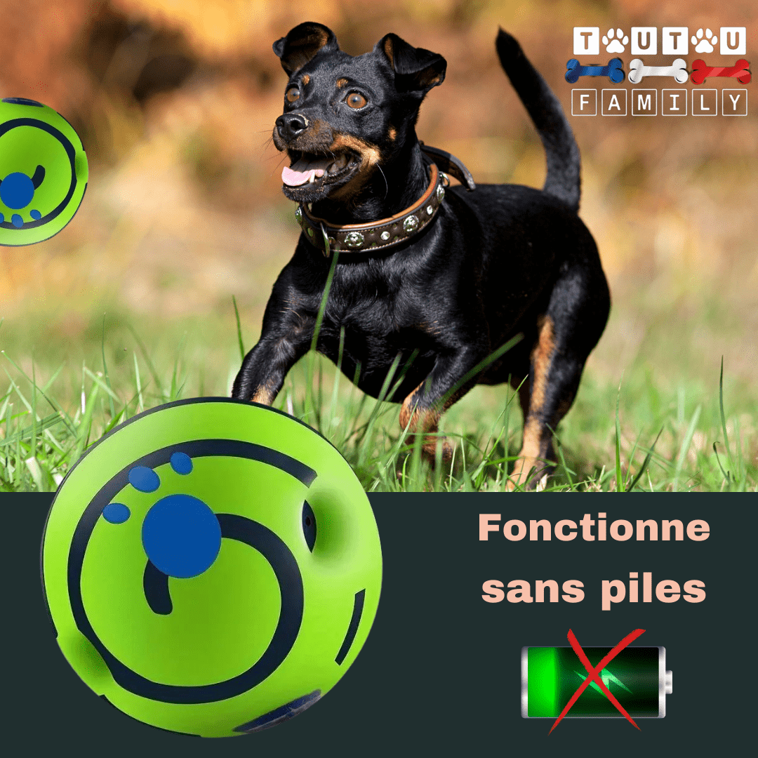 ballon-pour-chien-interactive-sonore-et-Ă -mĂącher-un-grand-chien-qui-court-derriĂšre-la-balle-dans-l'herbe