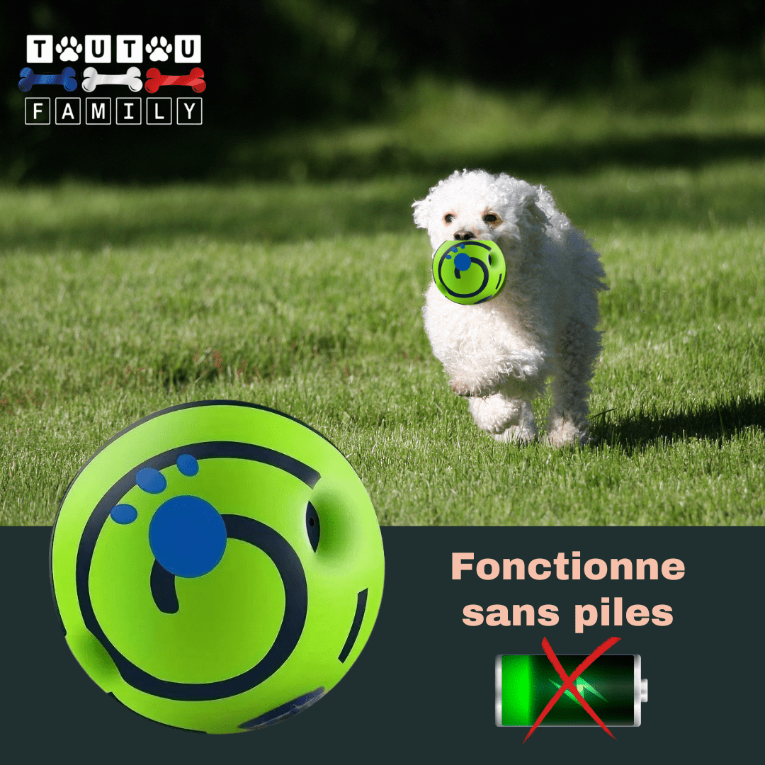 ballon-pour-chien-sonore-Ă -mĂącher-un-bichon-maltais-qui-court-dans-le-parc-avec-la-balle-dans-la-bouche