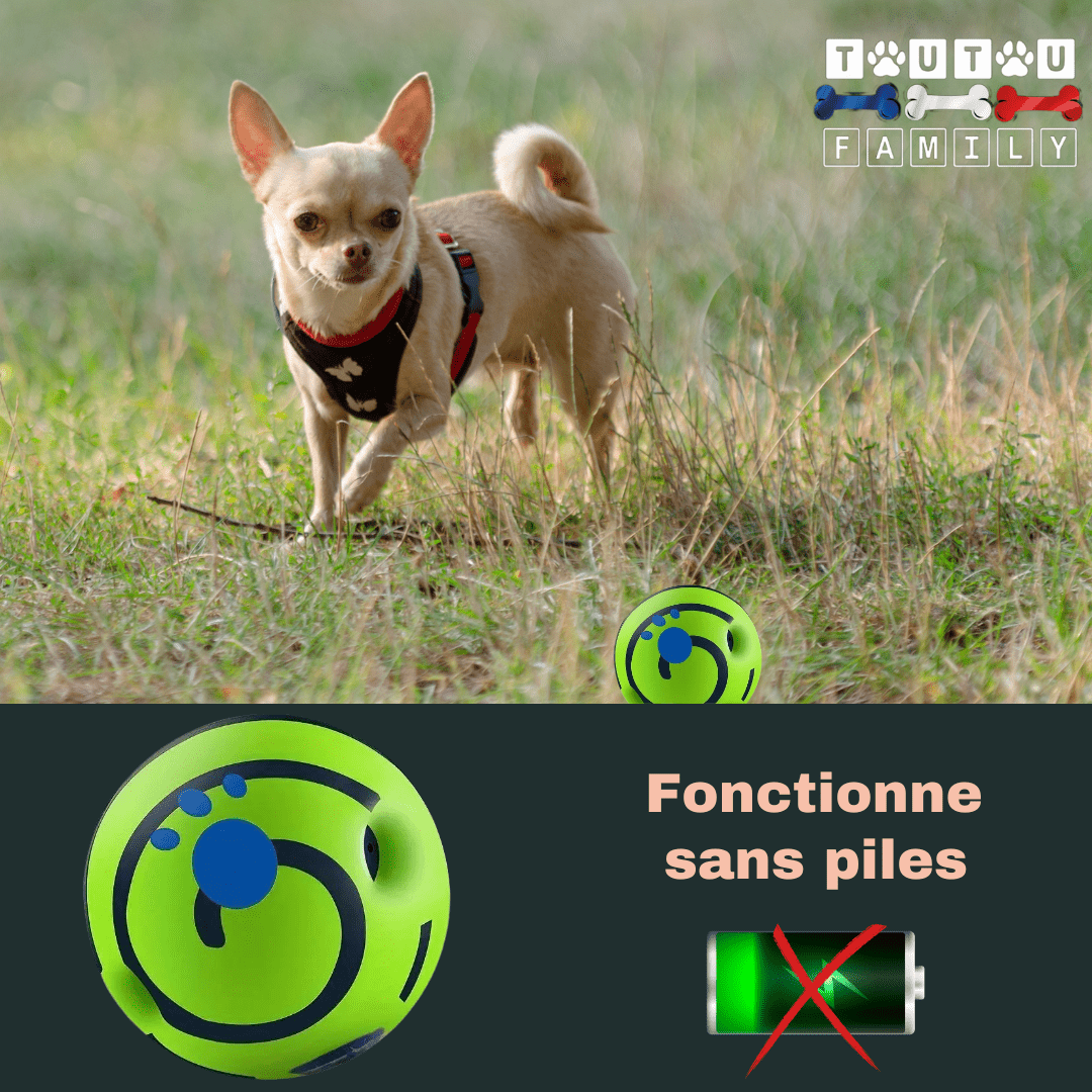 ballon-pour-chien-sonore-chihuahua-qui-court-sur-le-pelouse-derriĂšre-la-balle