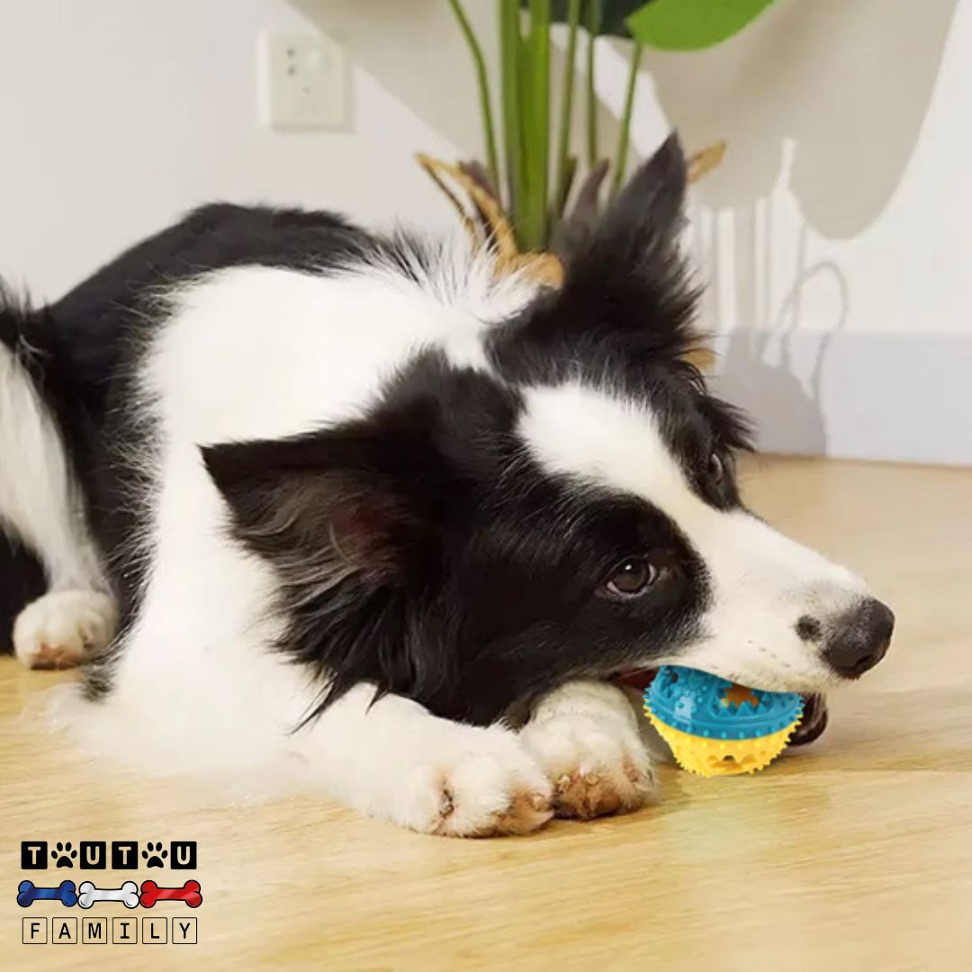 balle-pour-chien-jaune-et-bleu-a-macher-un-chien-de-taille-moyenne-qui-mĂąche-sa-balle-rempli-de-friandise