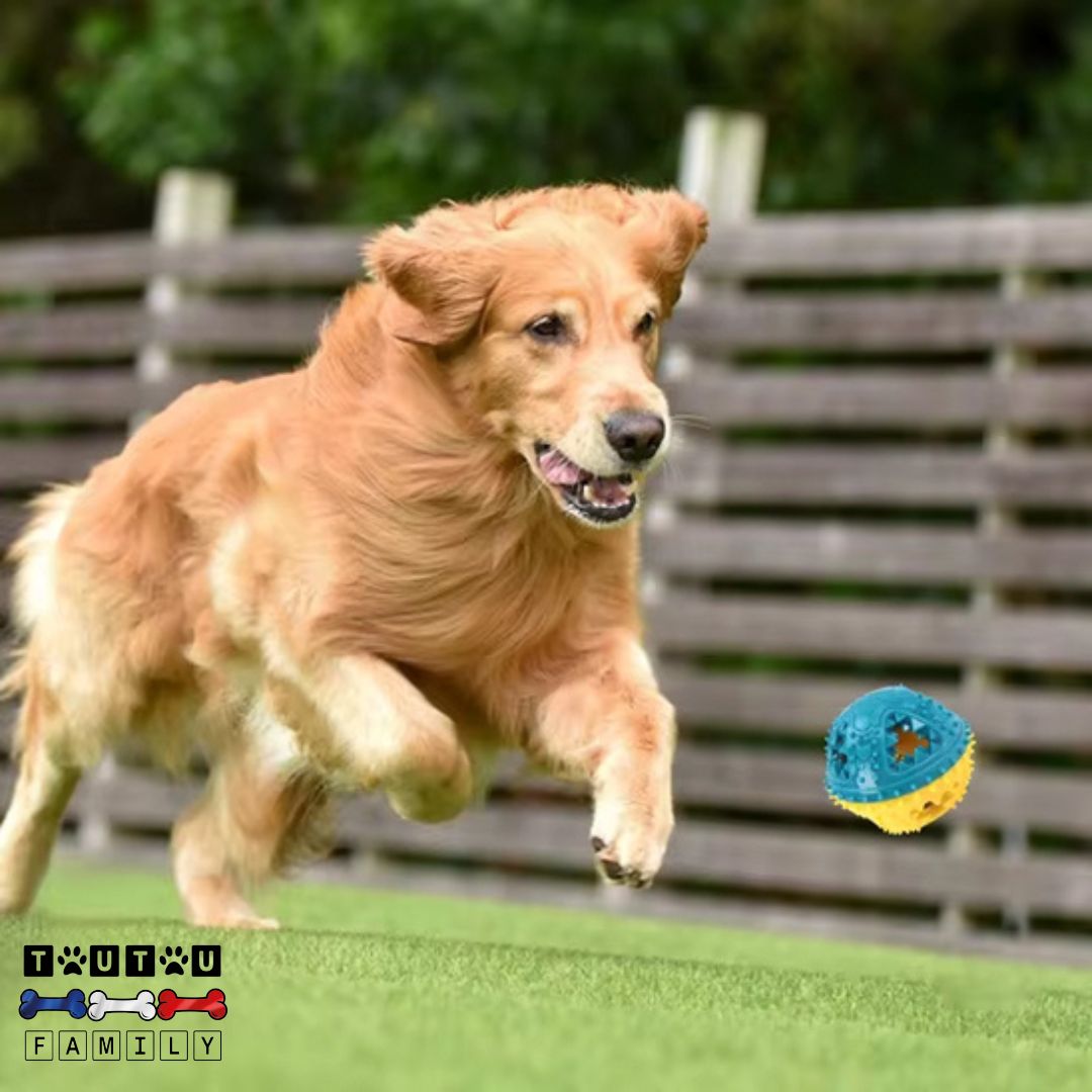 balle-pour-chien-jaune-et-bleu-friandise-pour-jeu-interactif-en-intérieur-ou-en-extérieur
