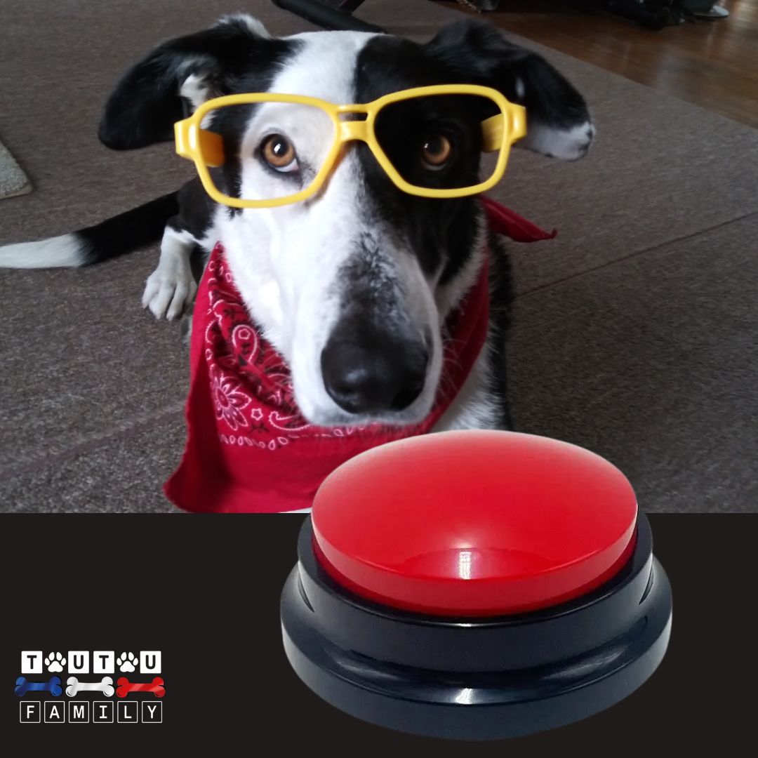 Buzzer-pour-chien-rouge-enregistrable-bouton-de-communication-pour-chien