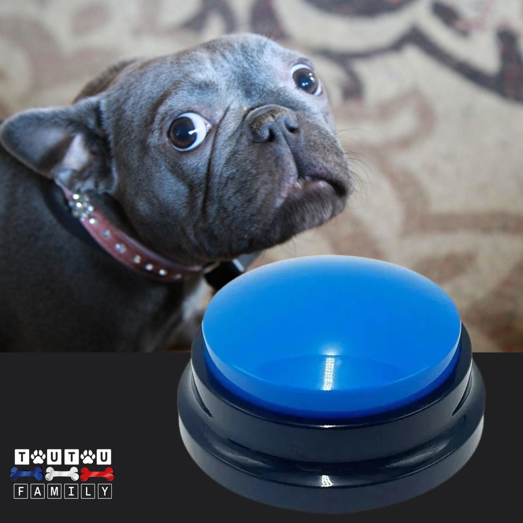Buzzer-pour-chien-bleu-à -l-unité