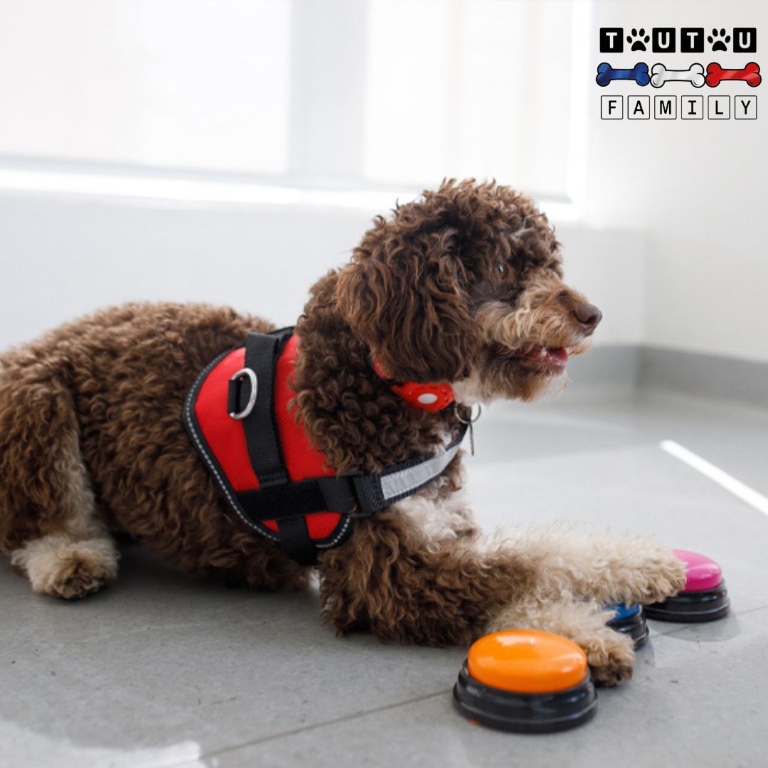 Buzzer-pour-chien-un-chien-de-sauvetage-qui-utilise-les-boutons-de-communication-pour-chien-pour-exprimer-ses-besoins-jeu-éducatif
