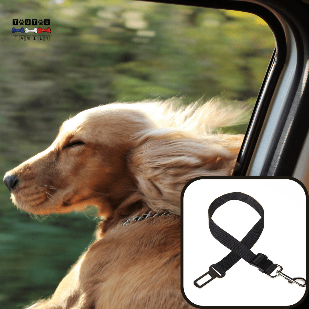 Ceinture de sécurité chien - ClipToutou™