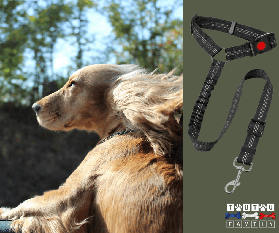 Ceinture de sécurité pour chien - CeintureToutou™