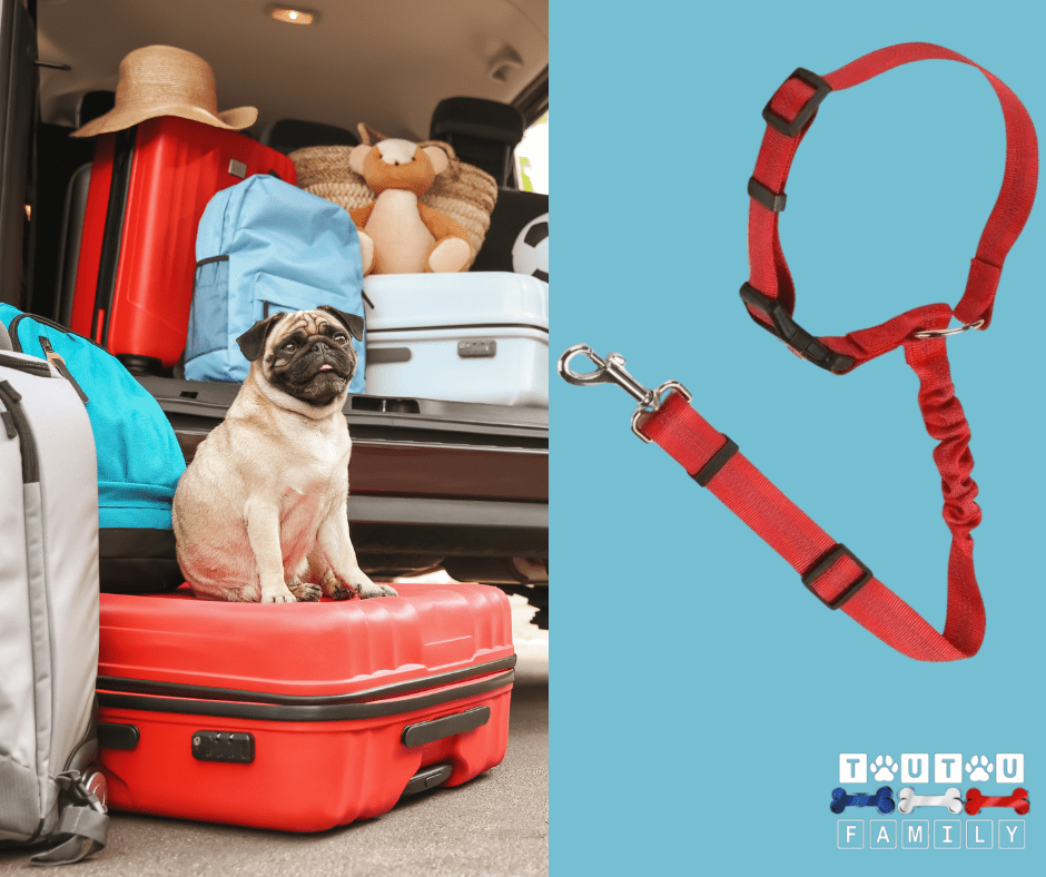 Ceinture de sécurité pour chien - CeintureToutou™