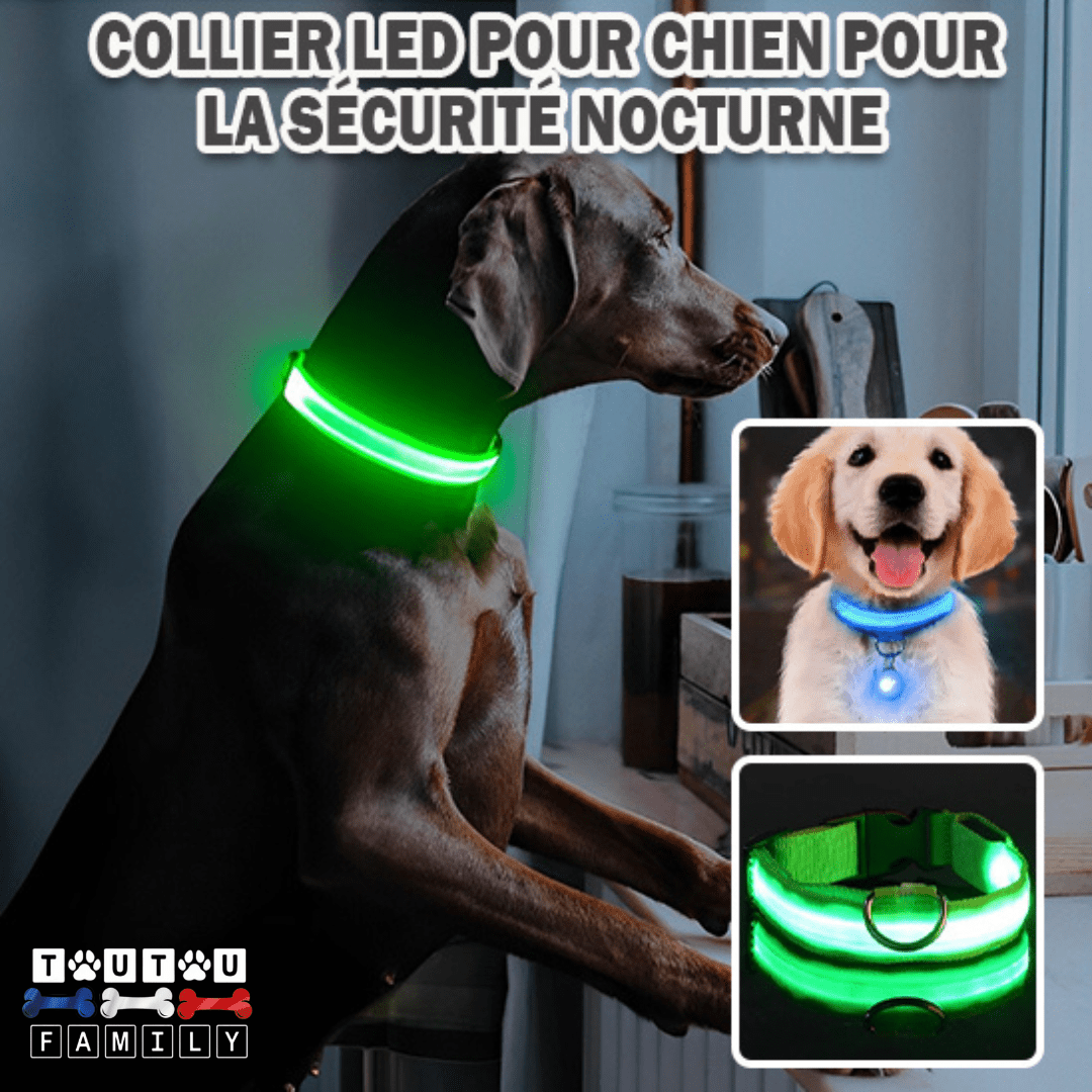 Collier lumineux pour chien - EclairToutou™