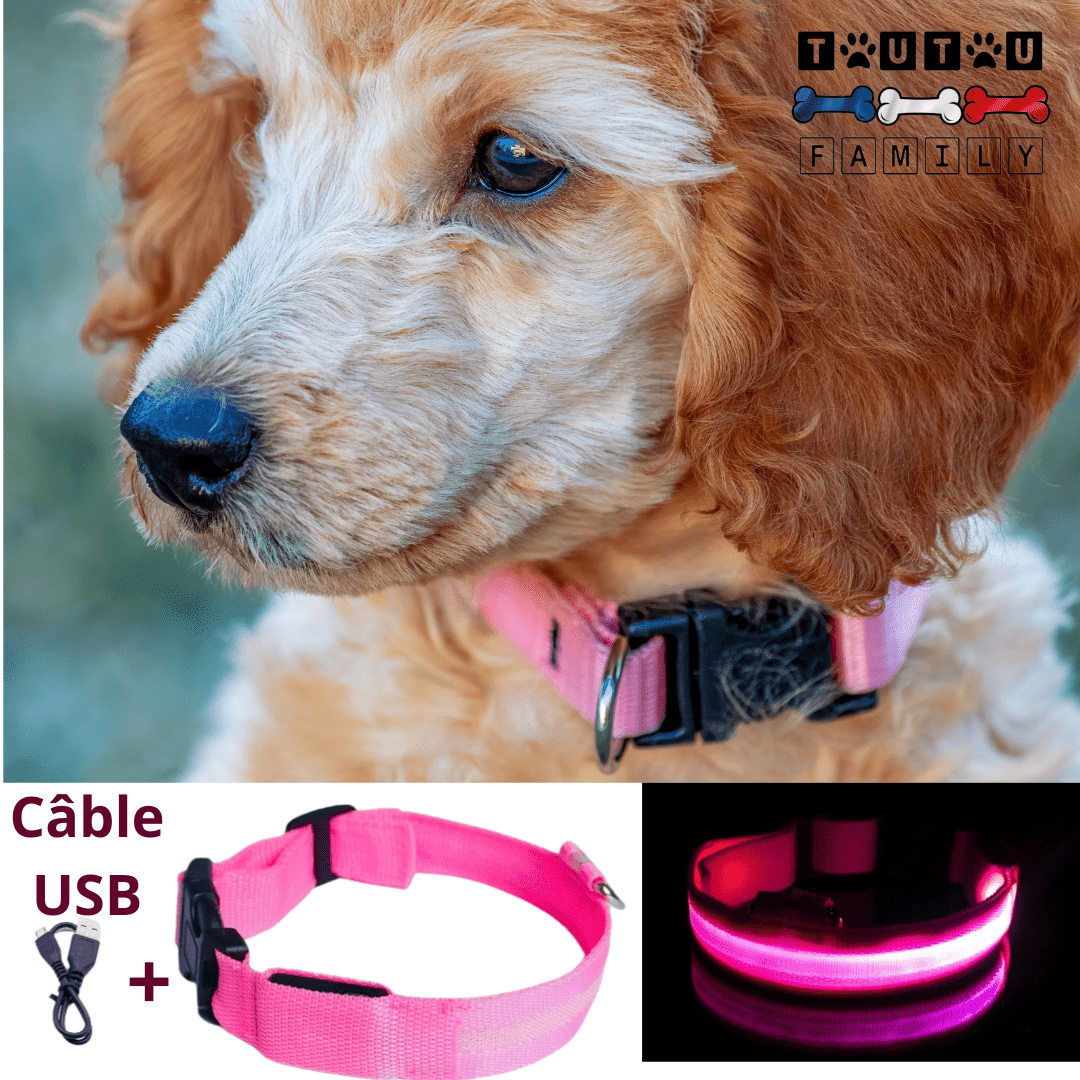 Collier lumineux pour chien - EclairToutou™