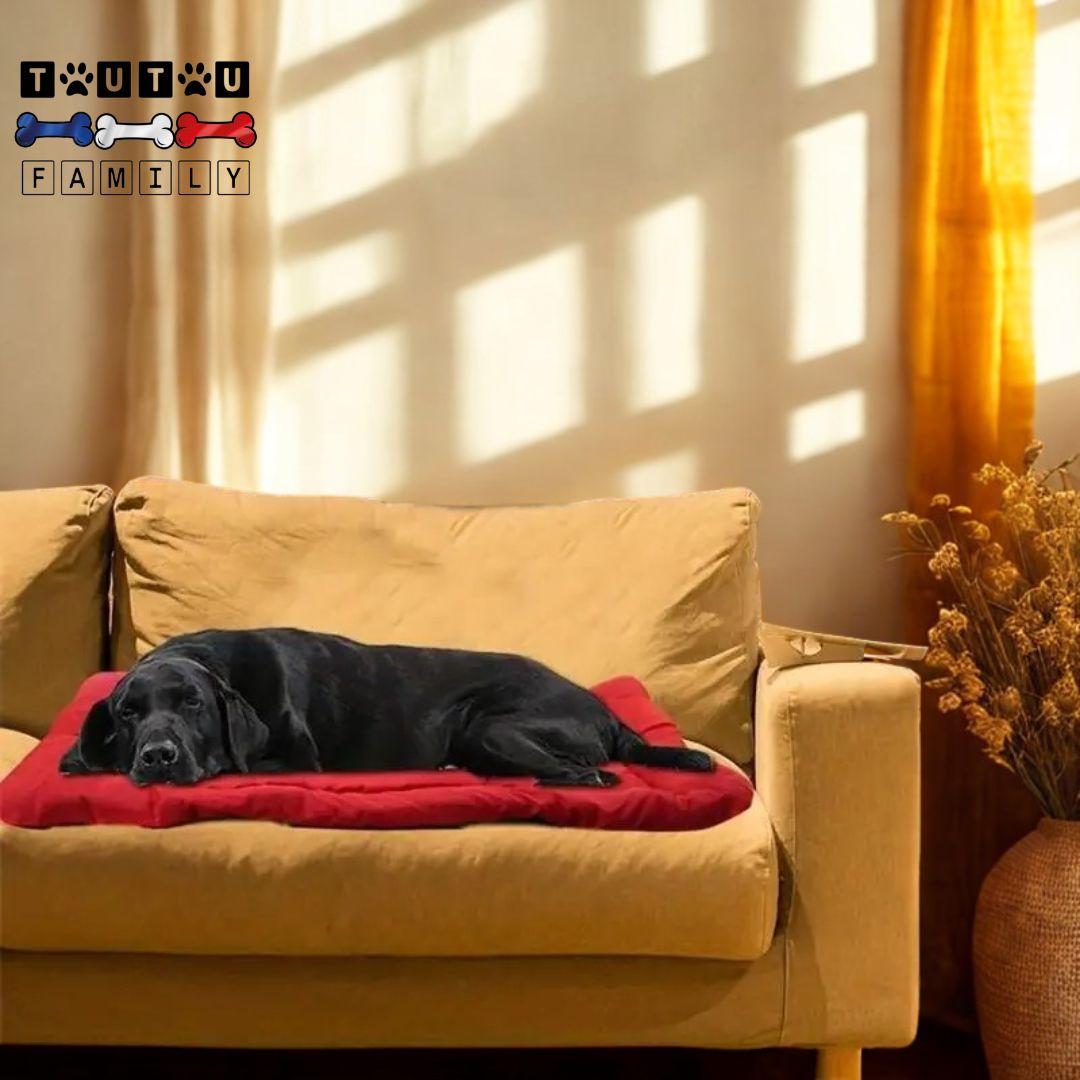 Couchage-pour-chien-tapis un grand chien couché sur le couchage lavable et 100% imperméable et antidérapant qui protège le canapé