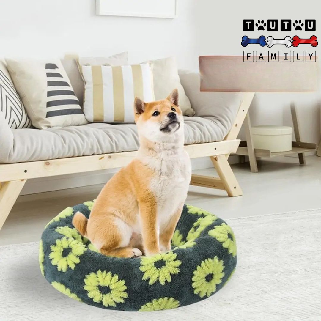 coussin-chien-antidérapant-imperméable-lavable-en-machine-un-welsh-corgi-assis-confortablement-dans-son-panier-100%-coton-haute-densité-ergonomique-avec-rebord-surélevé-forme-de-donut-ou-beignet-dans-son-salon