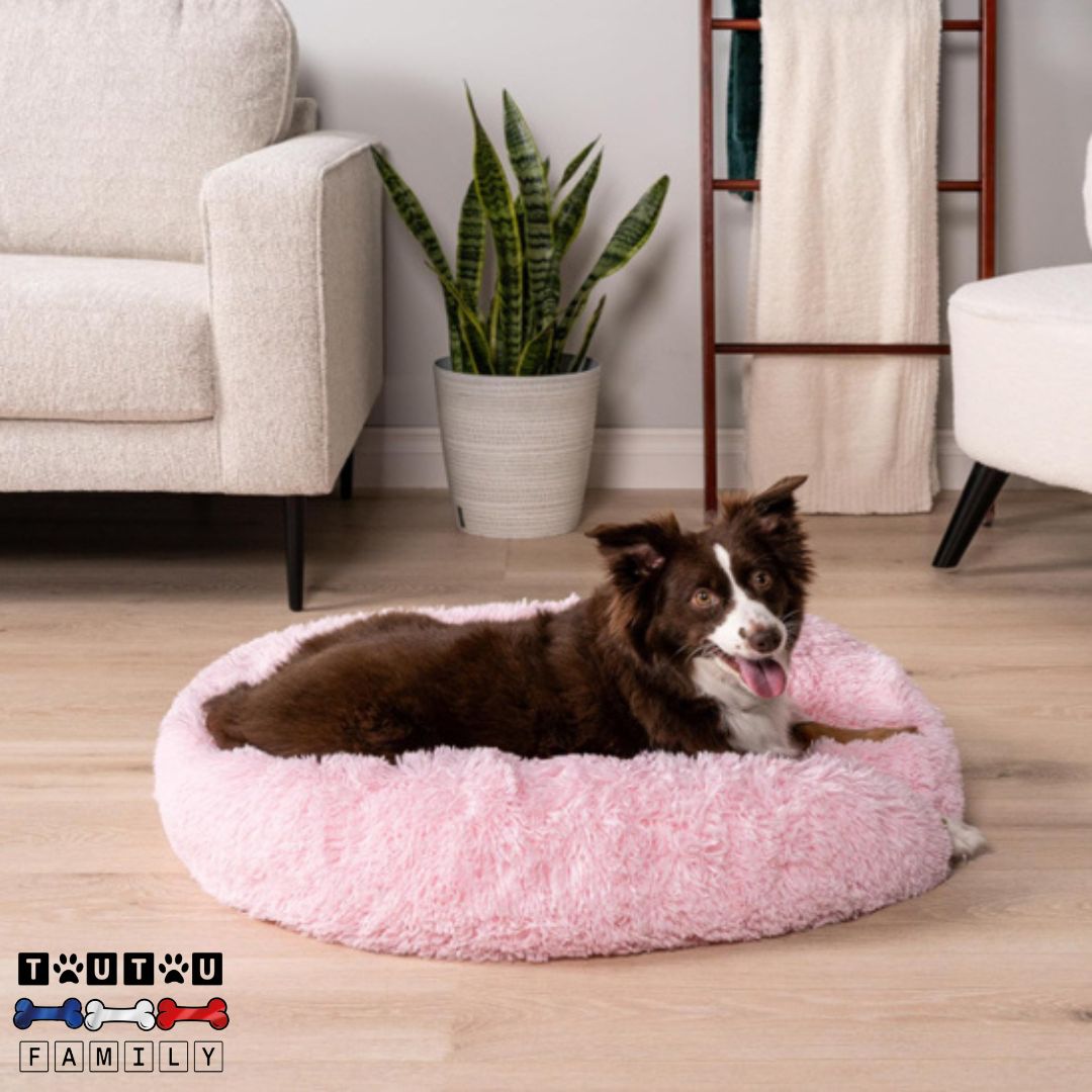 coussin-chien-cocon-un-chien-de-taille-moyenne-couché-dans-son-coussin-doux-et-moelleux-dans-le-salon