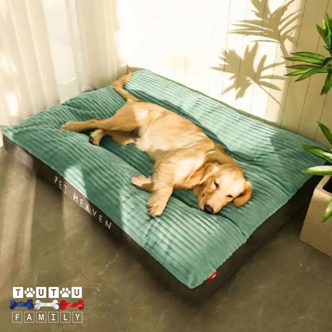 coussin-dehoussable-chien-impermeable-anti-derapant-un-labrador-couleur-sable-allongé-de-toutson-long-sur-le-matelas