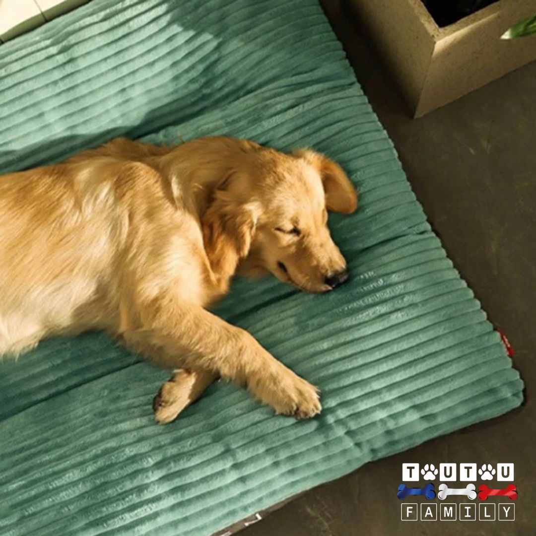 coussin-dehoussable-chien-ergonomique-velours-cotele-un-labrador-qui-dort-paisiblement-sur-son-coussin-vert
