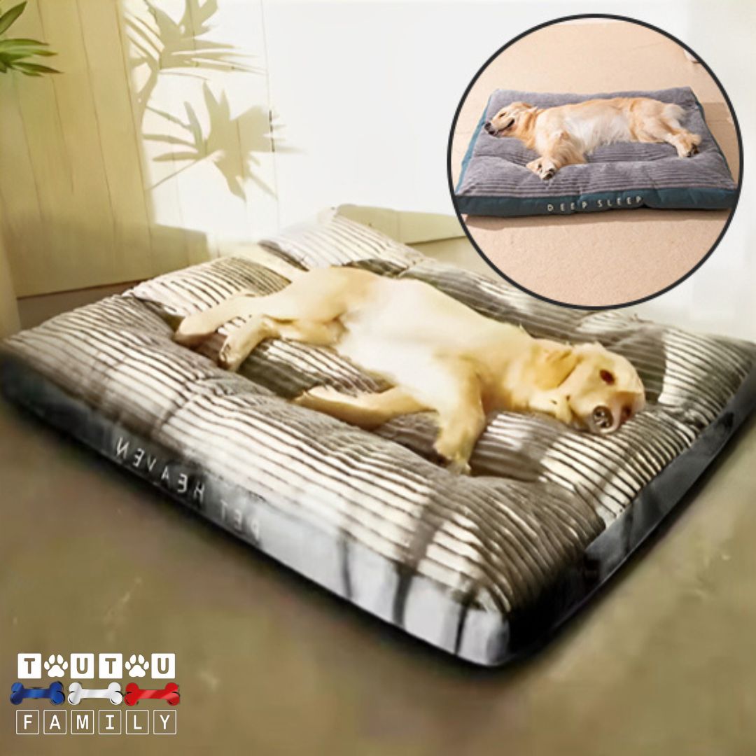coussin-dehoussable-chien-lavable-coton-deux-grand-chien-qui-dorment-paisiblement-sur-leur-coussin