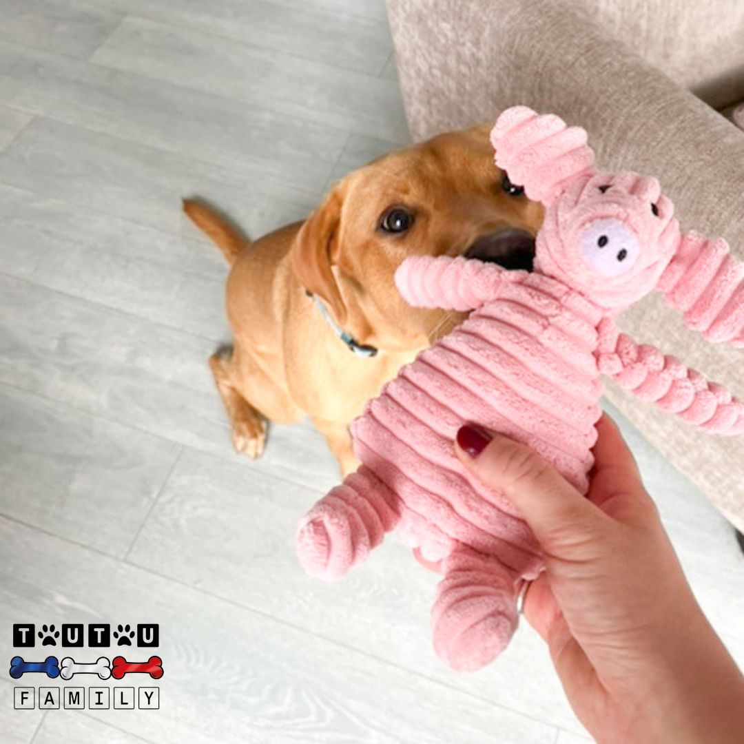 doudou-pour-chien-qui-couine-lavable-un maitre qui invite au jeu en faisant couiner la peluche cochon dans sas mains avec son labrador qui essaie de l'attraper