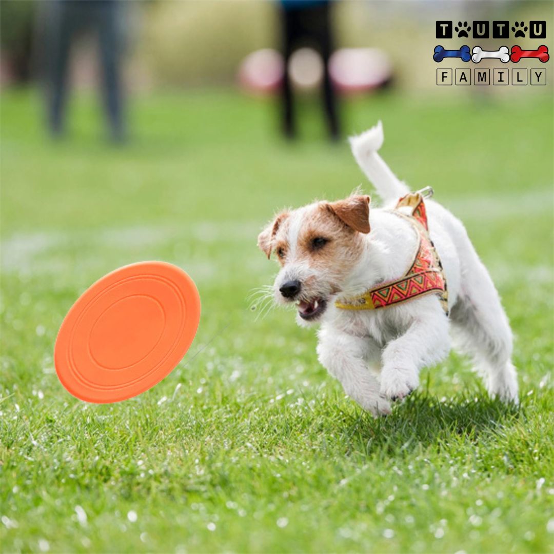 Frisbee-pour-chien-caoutchouc-100%-naturel-disque-volant-pour-chien-un-chien-qui-court-Ă -toute-vitesse-derriĂšre-son-disque-volant-orange-au-parc