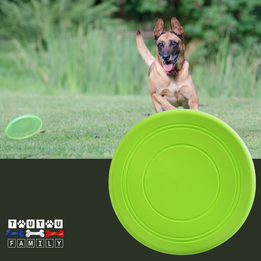 Frisbee-pour-chien-caoutchouc-vert--un-grand-chien-qui-court-Ă -toute-vitesse-sur-la-pelouse-pour-attraper-son-frisbee-vert