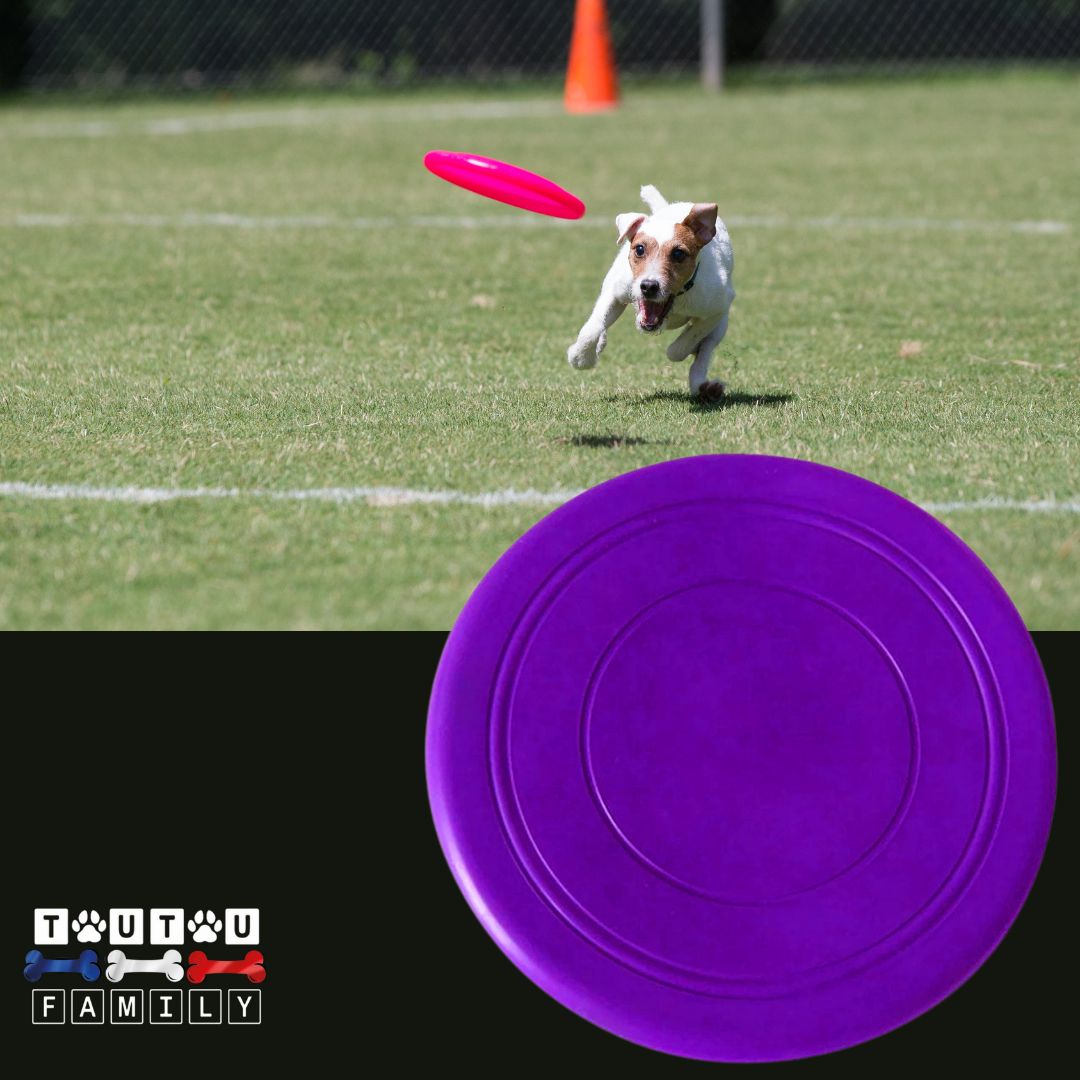 Frisbee-pour-chien-caoutchouc-violet-un-jack-Russell-qui-court-comme-un-fou-pour-attraper-le-frisbee-au-vol