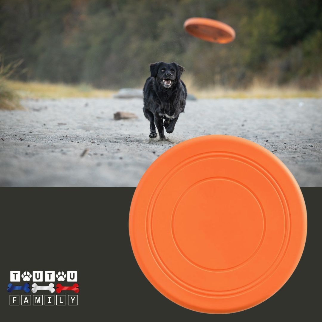 Frisbee-pour-chien-caoutchouc-orange-un-grand-chien-noir-trÚs-musclé-qui-court-pour-attraper-son-frisbee-qui-vole-dans-les-air-de-couleur-orange