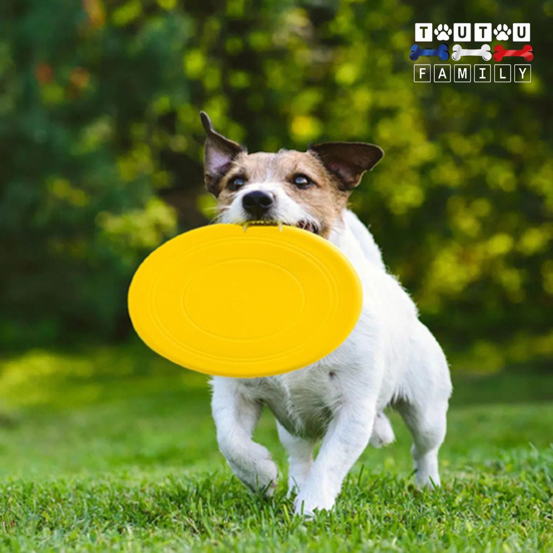Frisbee-pour-chien-caoutchouc-jeu-aquatique-un-chien-musclé-qui-court-sur-l-herbe-en-tenant-le-frisbee-dans-sa-mùchoire