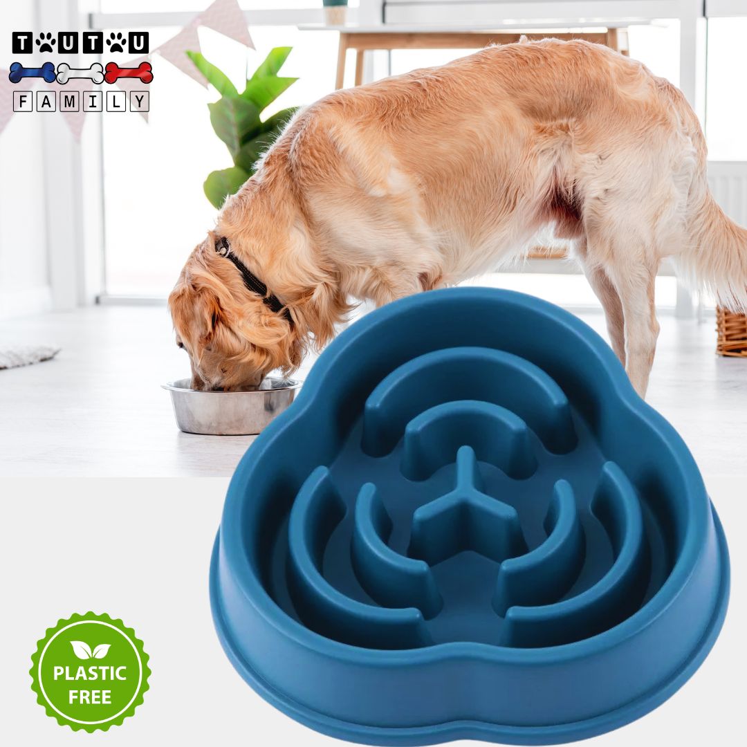 gamelle-anti-glouton-chien-a-spirale-bleue-un-golden-avec-la-gamelle-anti-glouton