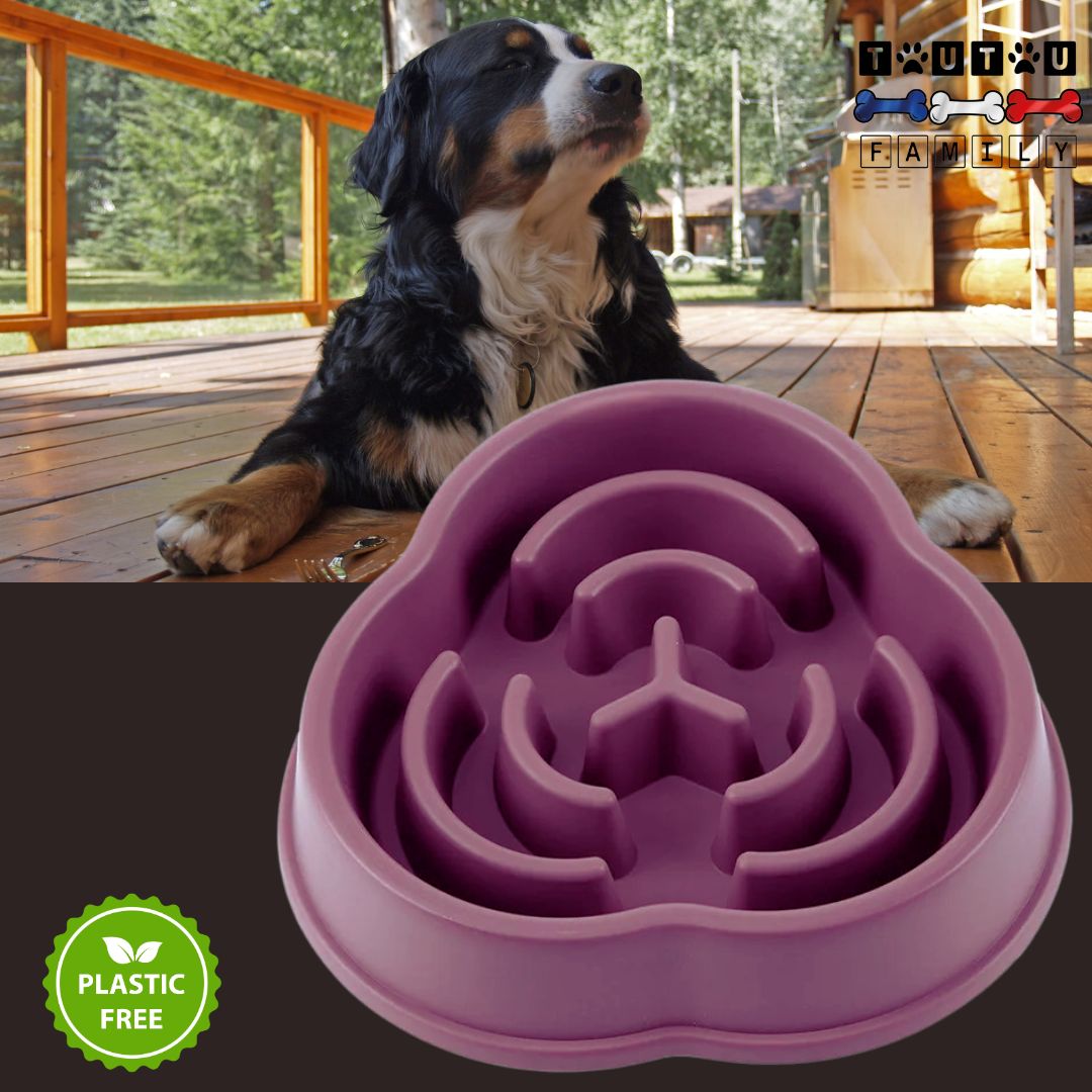 gamelle-anti-glouton-chien-a-spirale-violette-un-saint-bernard-avec-sa-gamelle-anti-glouton