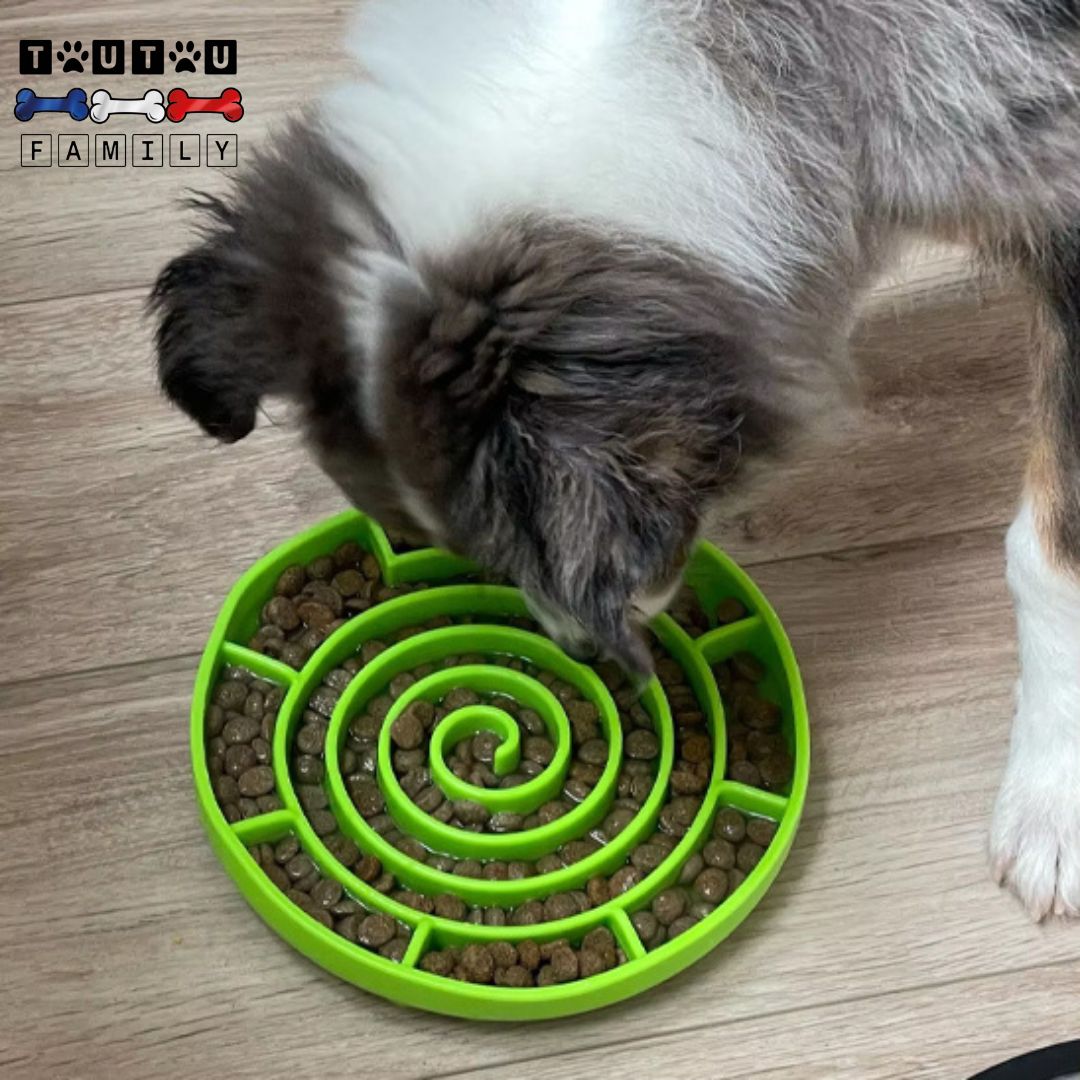 Gamelle-chien-anti-glouton-spirale-alimentation-lente-un-chien-qui-mange-lentement-ses-croquettes-cachées-dans-sa-gamelle-verte-à -spirale