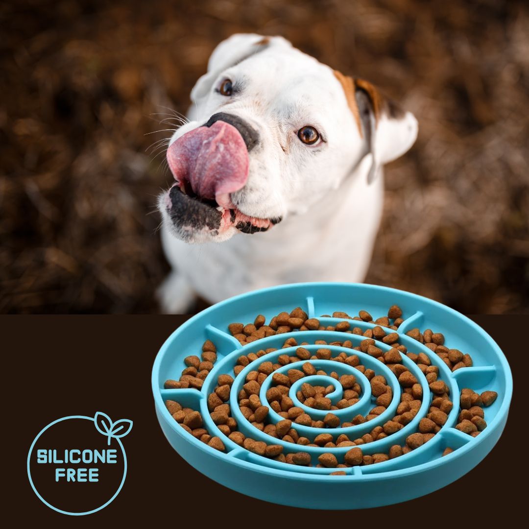 Gamelle-chien-anti-glouton-spirale-bleu-clair-un-staffie-qui-se-lÚche-les-babines-en-attendant-sa-gamelle-anti-glouton-en-forme-de-labyrinthe-avec-des-croquettes-cachées