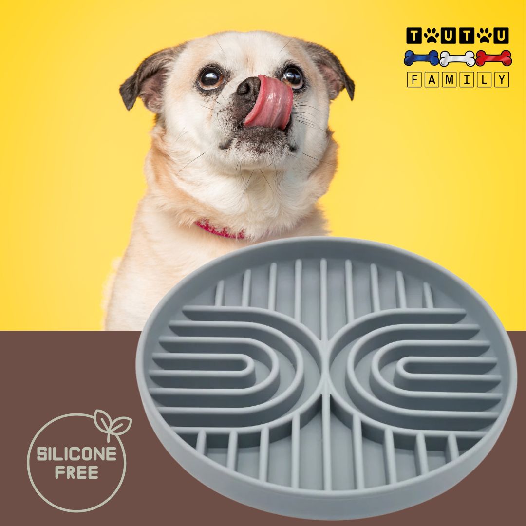 Gamelle-chien-anti-glouton-gris-un-chihuahua-gourmand-avec-sa-gamelle-anti-glouton-grise