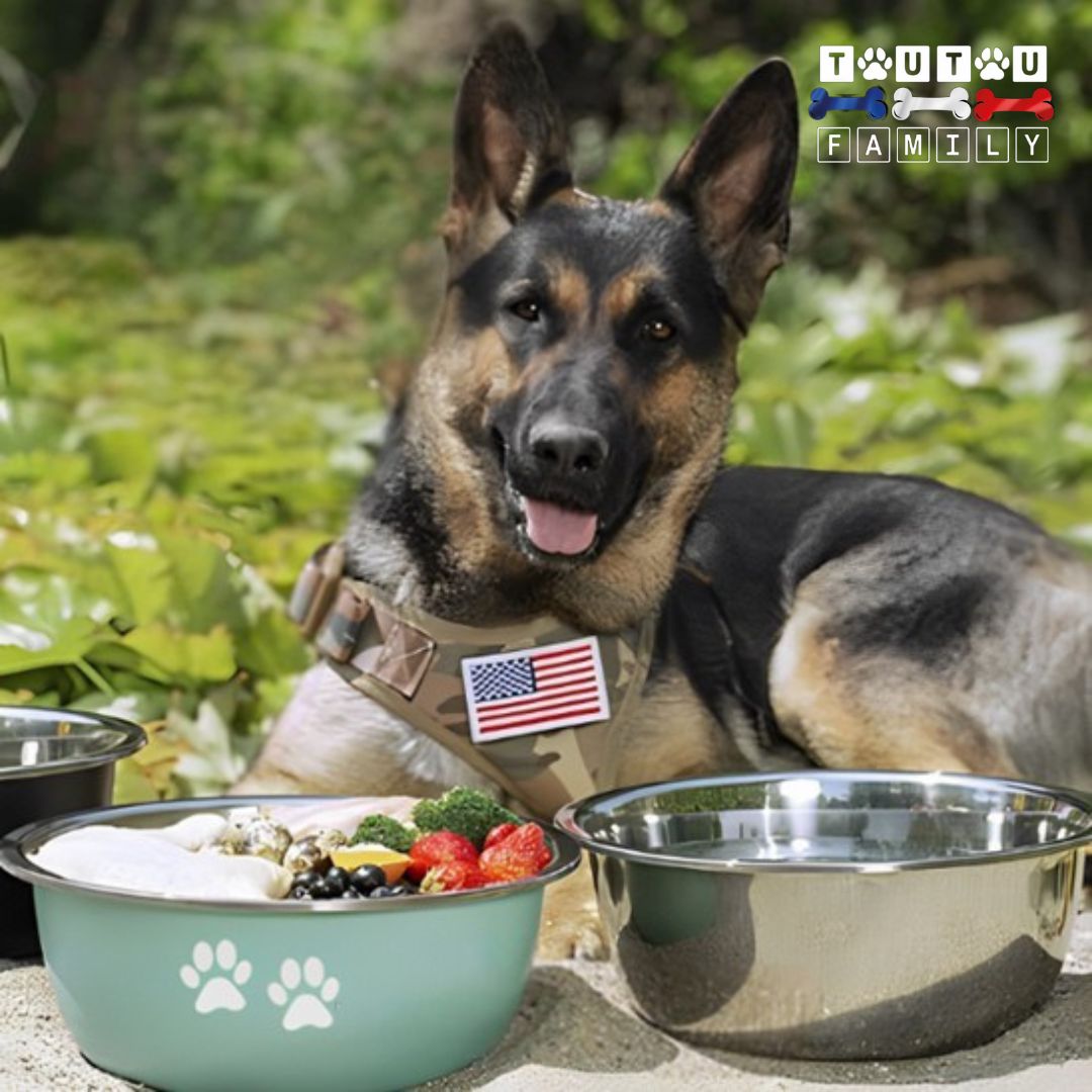 Gamelle chien - RepasToutou™