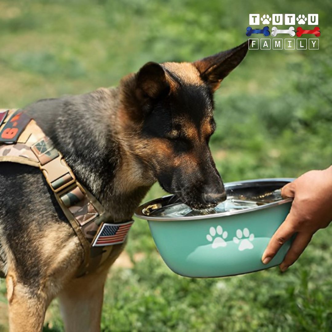 Gamelle chien - RepasToutou™