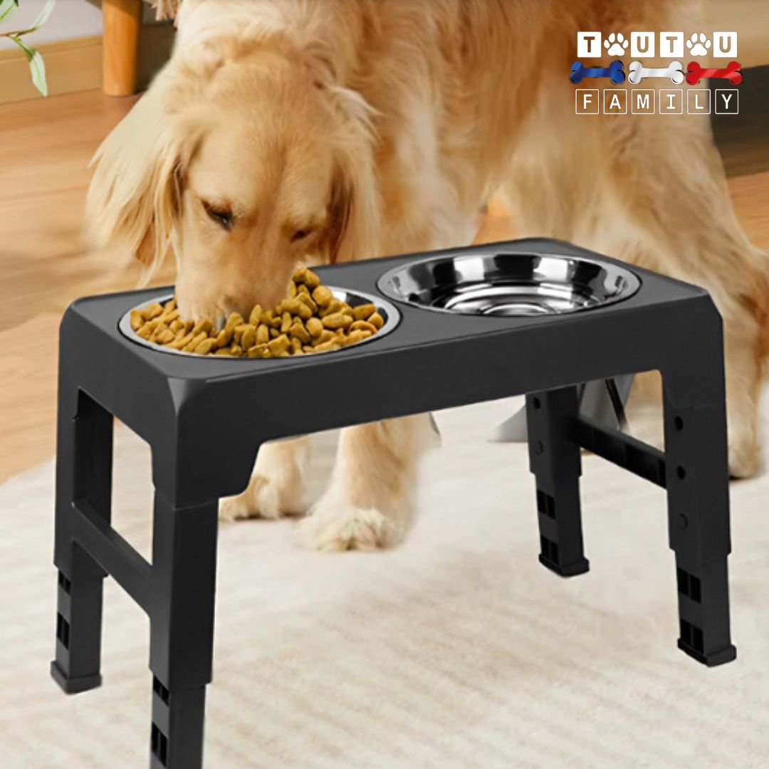 Gamelle-chien-surélevée-pliable-anti-renversement-gamelle-inox-un-grand-chien-à-poils-long-qui-mange-dans-sa-gamelle-double-surélevées-anti-renversement-sans-salissures-au-sol