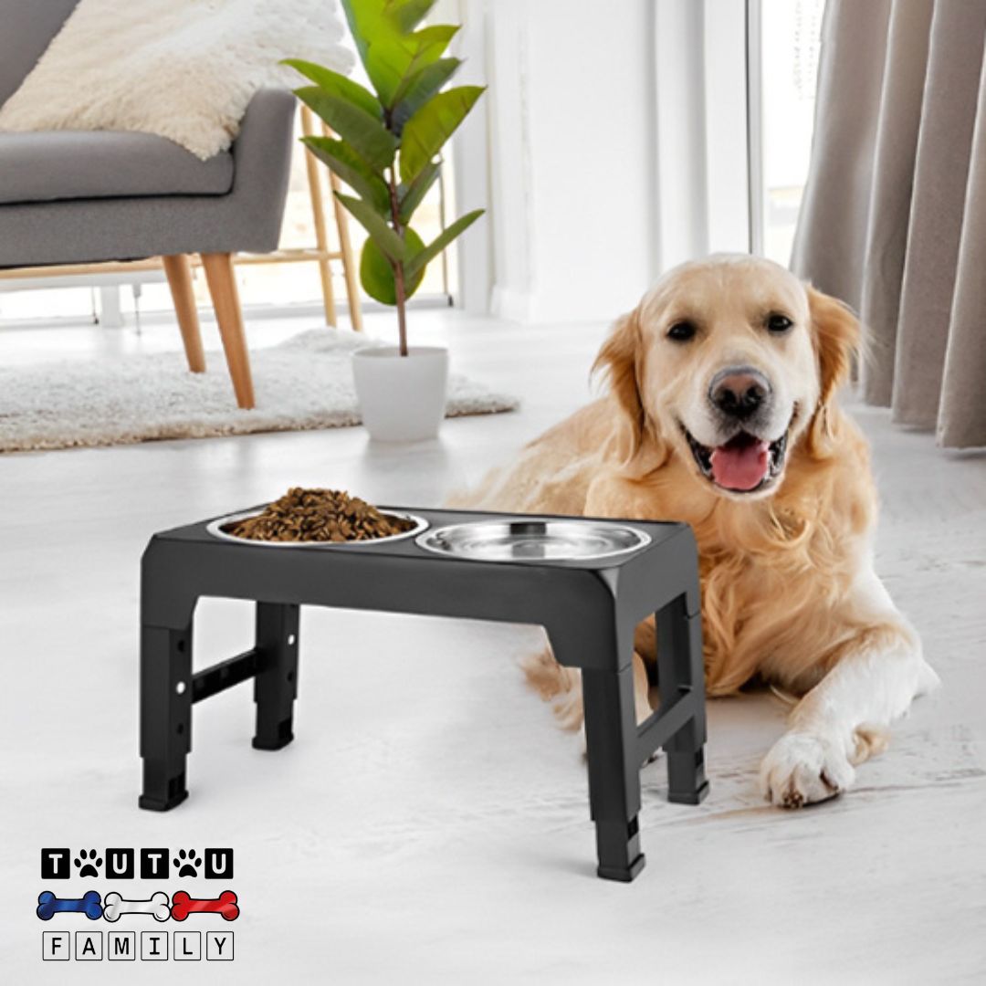 Gamelle-chien-surélevée-pliable-gamelle-lavable-au-lave-vaisselle-un-golden-avec-son-support-à-gamelle-double-inox-pliable-lavable