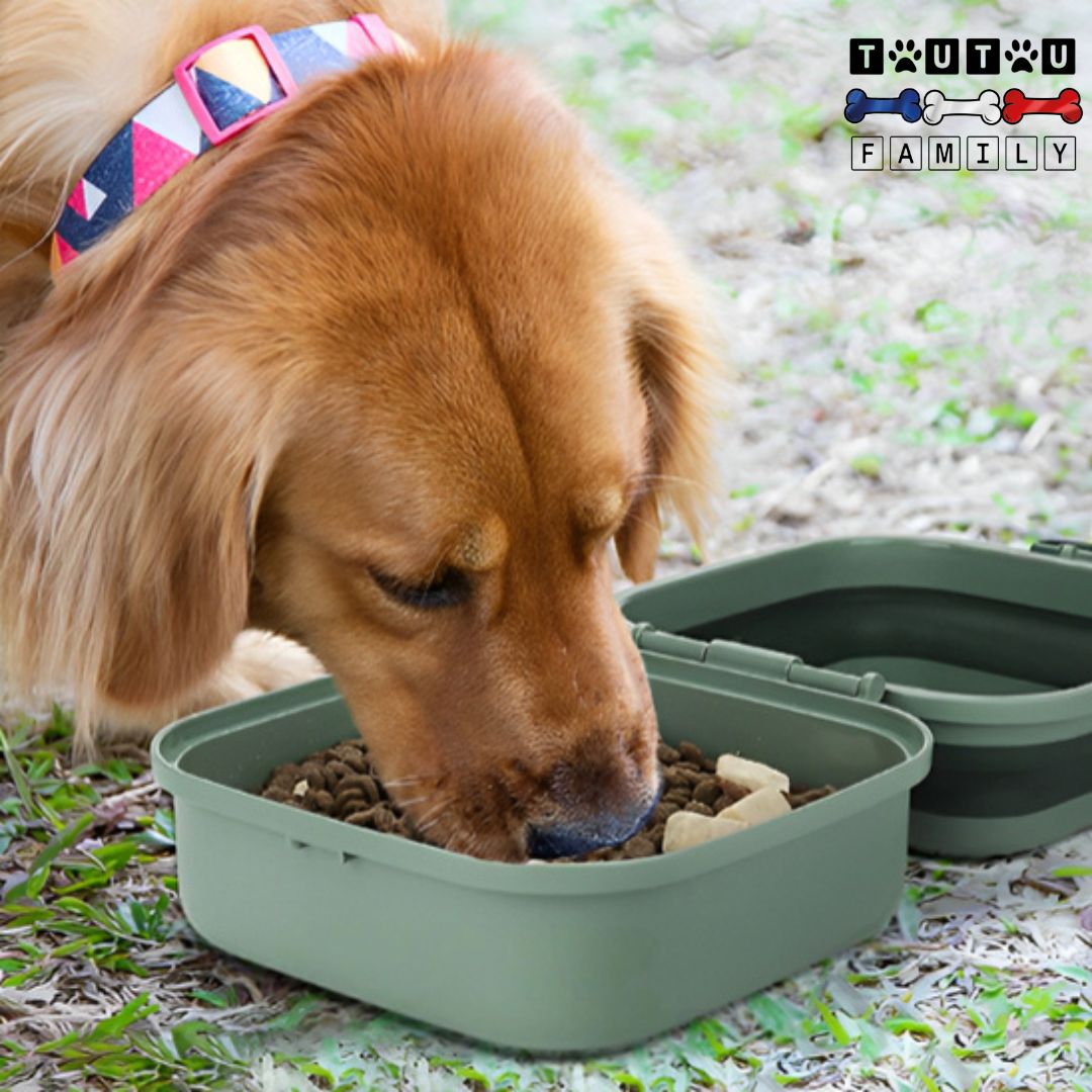 Gamelle-chien-2-en-1-pliable-un-grand-chien-en-promenade-qui-mange-dans-sa-gamelle-double-voyage