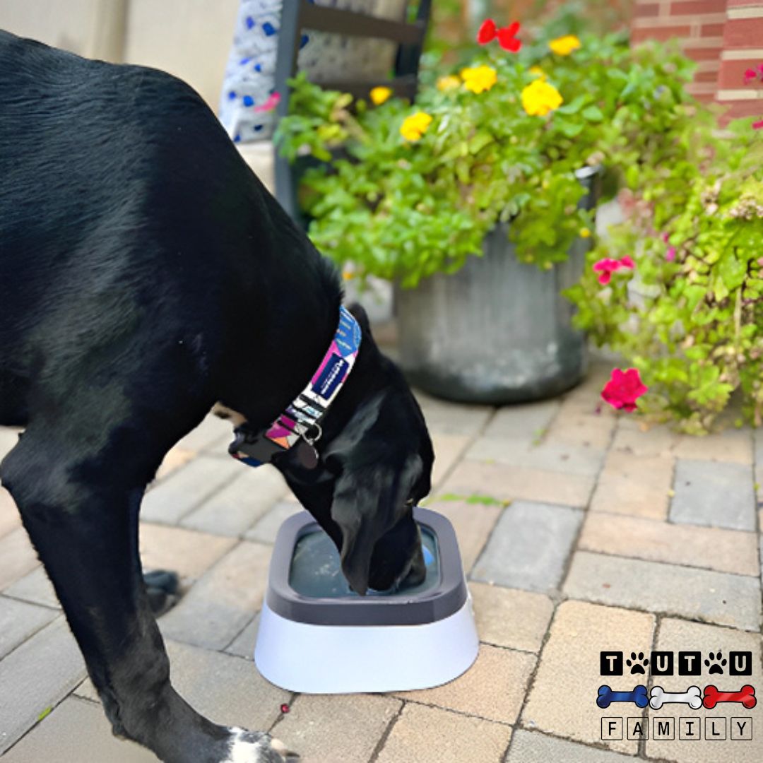 Gamelle-d-eau-pour-chien-anti-éclabousure-gamelle-eau-anti-éclaboussure-lavable-transportable-contenance-1-litre
