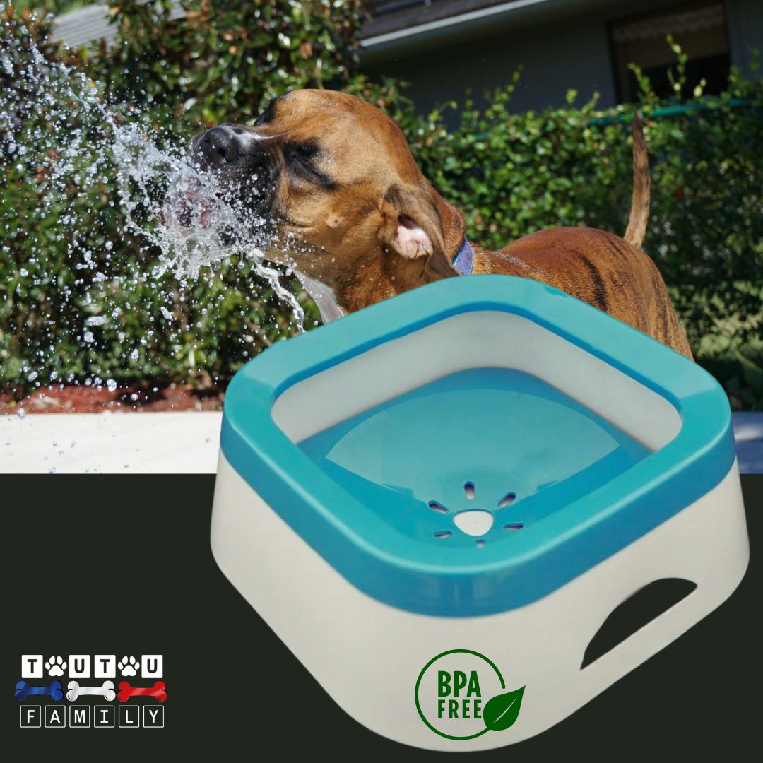 Gamelle d'eau pour chien anti Ă©claboussure - ImpecToutouâą