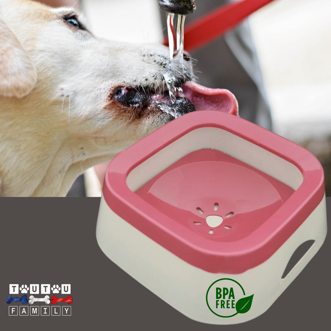 Gamelle d'eau pour chien anti Ă©claboussure - ImpecToutouâą