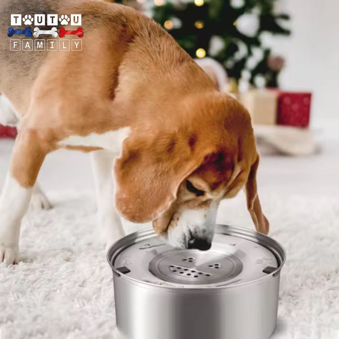 gamelle-eau-chien-anti-renversement-inox-compatible-lave-vaisselle-un-beagle-qui-boit-proprement-dans-sa-gamelle-d-eau-fraiche-et-hygiénique