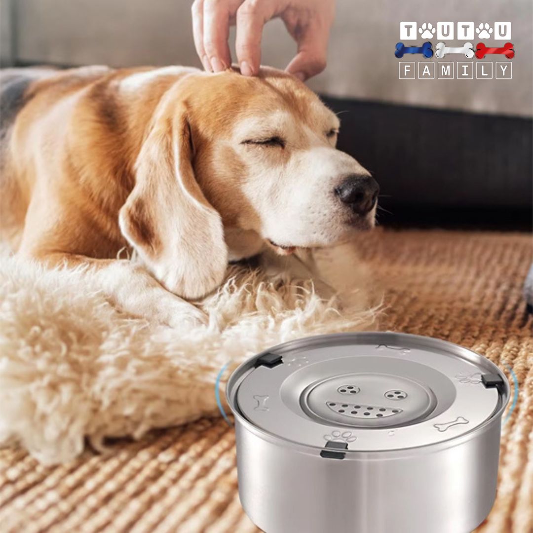 gamelle-eau-chien-anti-renversement-anti-bave-anti-bave-un-chien-propre-aprĂšs-avoir-bu-dans-sa-gamelle-eau-qui-se-fait-caresser-sur-un-sol-propre-et-sec