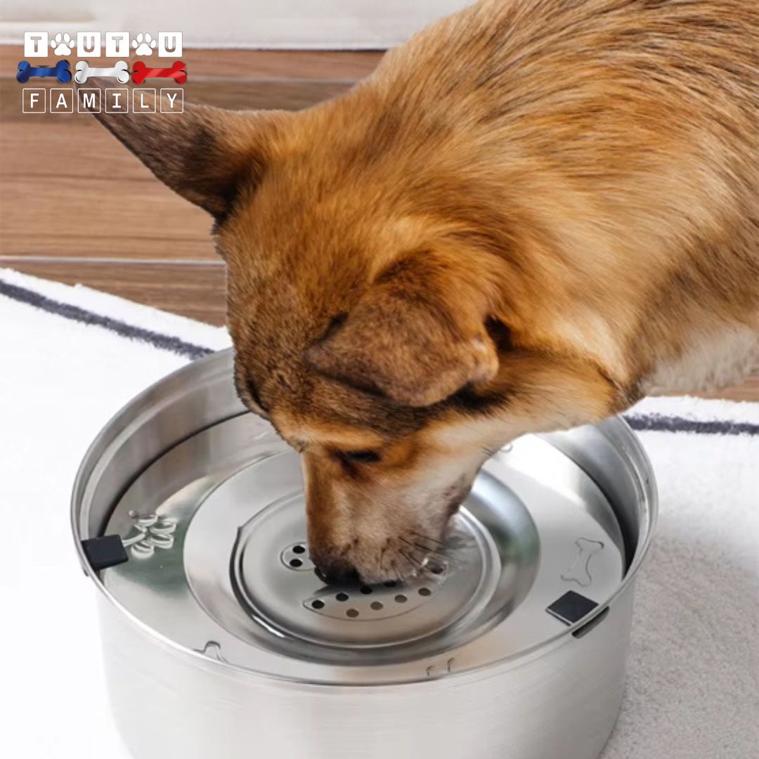 gamelle-eau-chien-anti-renversement-gamelle-d-eau-anti-éclaboussure-un-chien-qui-boit-sur-le-plateau-qui-s-adapte-et-contrÎle-a-quantité-d-eau-but-avec-niveau-et-garde-l-eau-saine-sans-impuretés