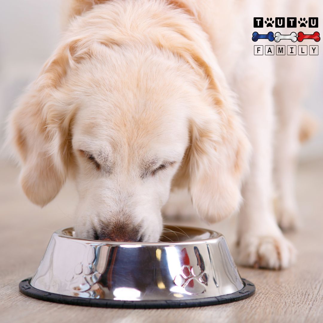 Gamelle-en-inox-pour-chien-chiot-anti-dérapant-200ml-250ml-330ml-un-chiot-qui-boit-dans-sa-gamelle-d-eau-anti-renversement-anti-dérapante