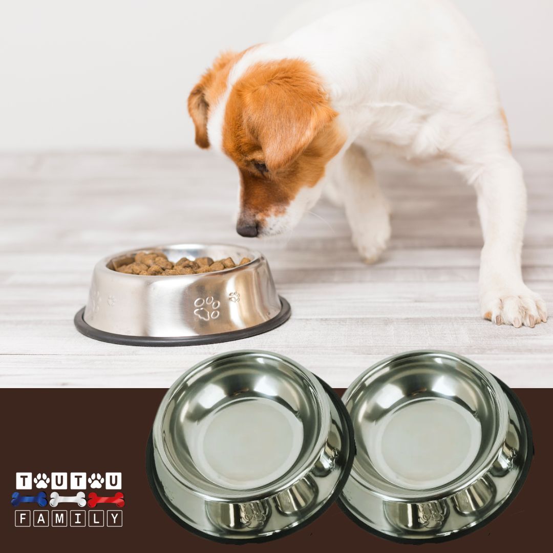 Gamelle-en-inox-pour-chien-lot-de-2-gamelle-pour-chien-de-petite-taille-250-ml-ou-grammes-hygiène-parfaite-un-jack-Russell-qui-mange-dans-as-gamelle-inoxydable-anti-dérapante