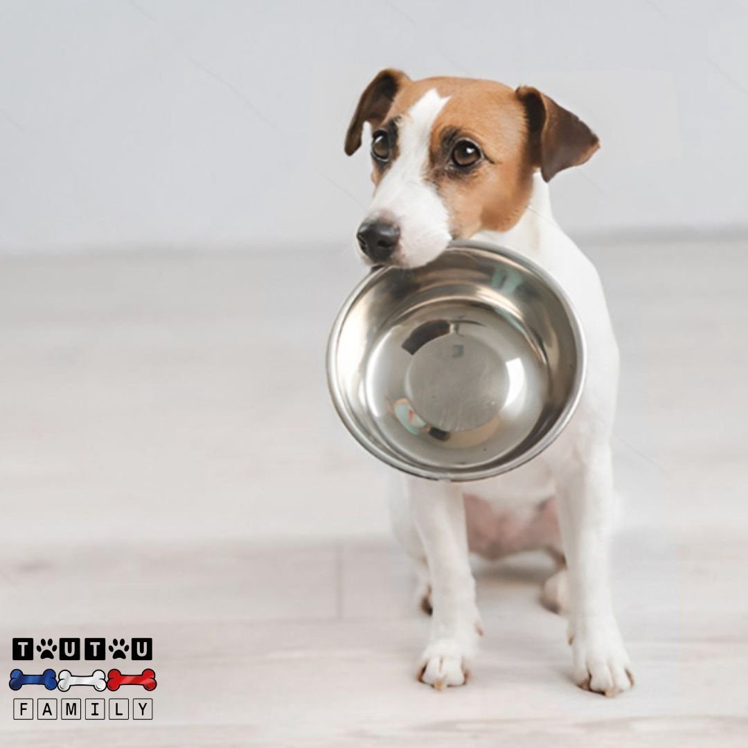 gamelle-en-inox-pour-chien-lot-de-2-gamelles-chien-chiot-pour-une-hygiène-alimentaire-saine-sans-produits-toxiques