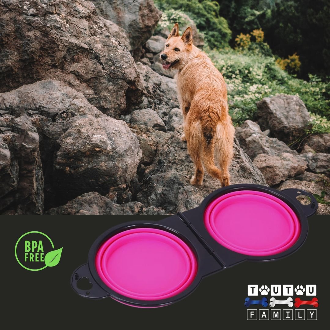 Gamelle-pliable-pour-chien-gamelle-2-en-1-silicone-sans-BPA-ecoresponsable-rose-un-chien-qui-grimpe-dans-la-montagne-avec-sa-gamelle-de-voyage-avec-mousqueton